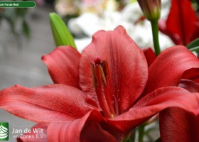 Lilium Forza Red 