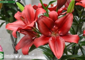 Lilium Forza Red