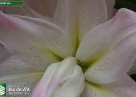 Lilium Laveno 