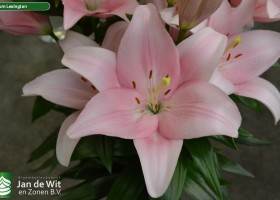 Lilium Lexington