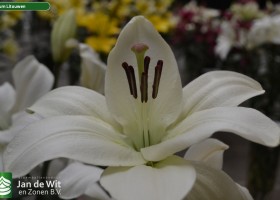Lilium Litouwen