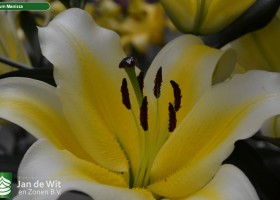 Lilium Manissa 