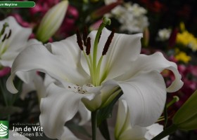Lilium Maytime