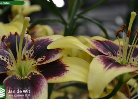 Lilium Pieton 