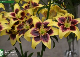 Lilium Pieton