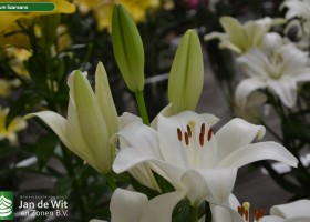 Lilium Scansano