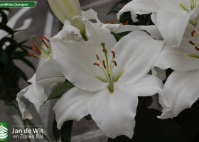 Lilium White Champion