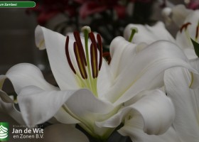 Lilium Zambesi 