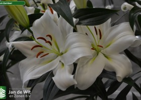 Lilium Zambesi
