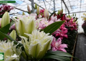 Lilium 16-6305 (2)