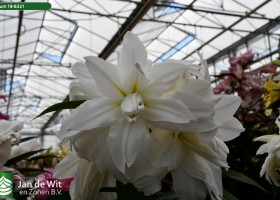 Lilium 18-6321 (1)