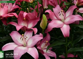 Lilium Arbatax (2)
