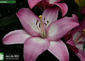 Lilium Arbatax (3)