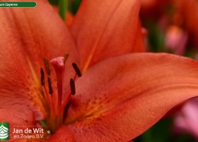 Lilium Cayenne (2)