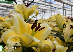 Lily test greenhouse 2021