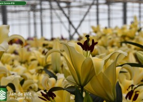 Lilium Conca d'Or (2)