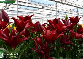 Lilium Dynamix (1)