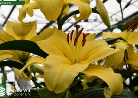 Lilium Eldoret (1)