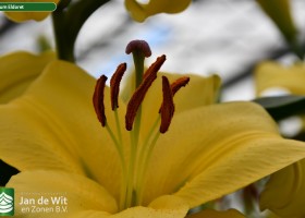 Lilium Eldoret (2)
