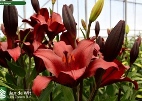 Lilium Escape (1)