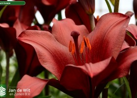 Lilium Escape (2)