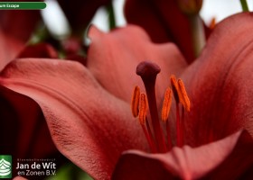 Lilium Escape (3)