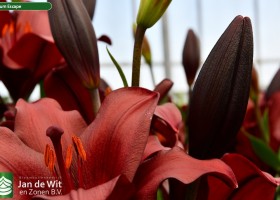 Lilium Escape (4)