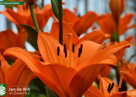Lilium Lara van Ruijven (1)