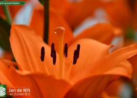 Lilium Lara van Ruijven (2)