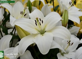 Lilium Litouwen (1)