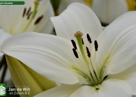 Lilium Litouwen (2)