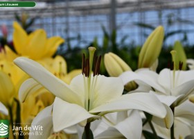 Lilium Litouwen (3)