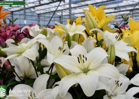 Lilium Litouwen (4)
