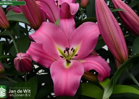 Lilium Maldano (2)