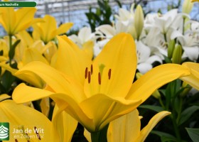 Lilium Nashville (1)