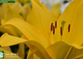 Lilium Nashville (2)