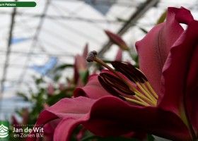 Lilium Palazzo (1)