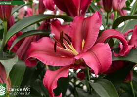 Lilium Palazzo (2)