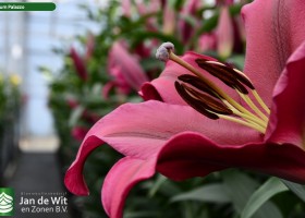 Lilium Palazzo (4)
