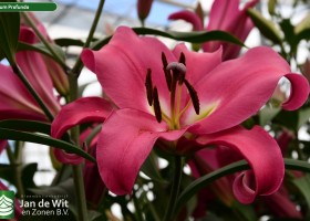 Lilium Profundo (1)