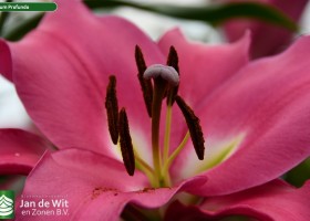 Lilium Profundo (2)