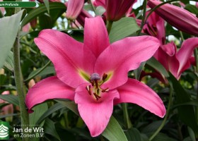 Lilium Profundo (3)