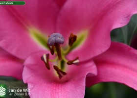 Lilium Profundo (4)