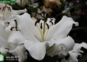 Lilium QW 17-110 (1)