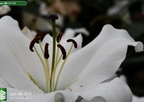 Lilium QW 17-110 (2)