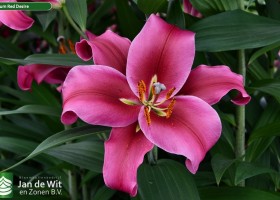 Lilium Red Desire (1)