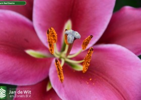 Lilium Red Desire (2)