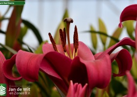 Lilium Red Desire (3)