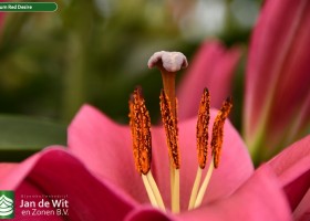 Lilium Red Desire (4)
