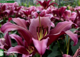 Lilium Redford (1)